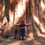 sequoia_gigante500