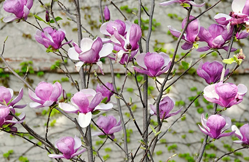 Ha Fiori Bianchi E Rosa.Magnolia Da Fiore Coltiviamola In Terrazzo Fiori E Foglie