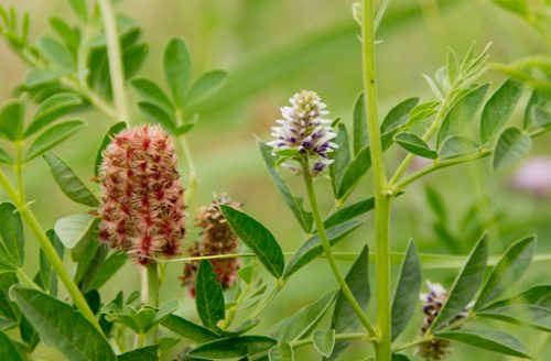 Liquirizia Fai Da Te Si Pu Basta Coltivarla Sul Balcone Fiori E Foglie