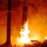 incendio_alberi1_500