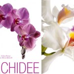 Orchidee_WhiteStar520