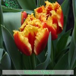 fiori_gallery_tulipani