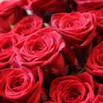 bouquet_rose520