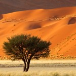 albero_deserto_africa