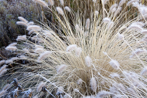 pennisetum_frosted500