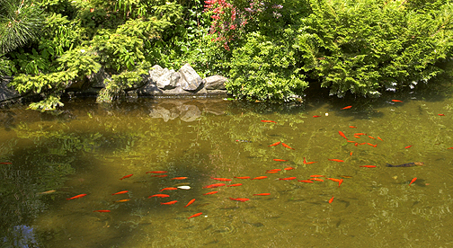 Pesci rossi in inverno questione di razza fiori e foglie for Pesci rossi laghetto