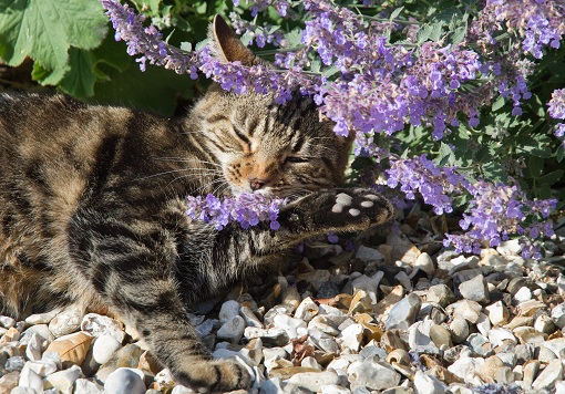 Happy Cat lying under Catmint (Nepeta) and smelling flowers which typically results in euphoria.