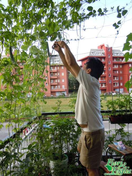 pergola_raccolta.jpg