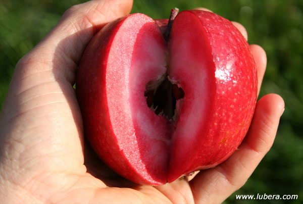 mela redlove9 Anche in Italia è arrivata la mela rossa dentro!