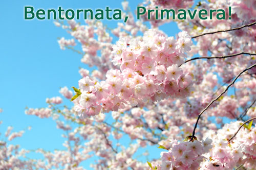 E' ufficiale, oggi inizia la primavera (e i ciliegi sono in fiore) | Fiori e Foglie